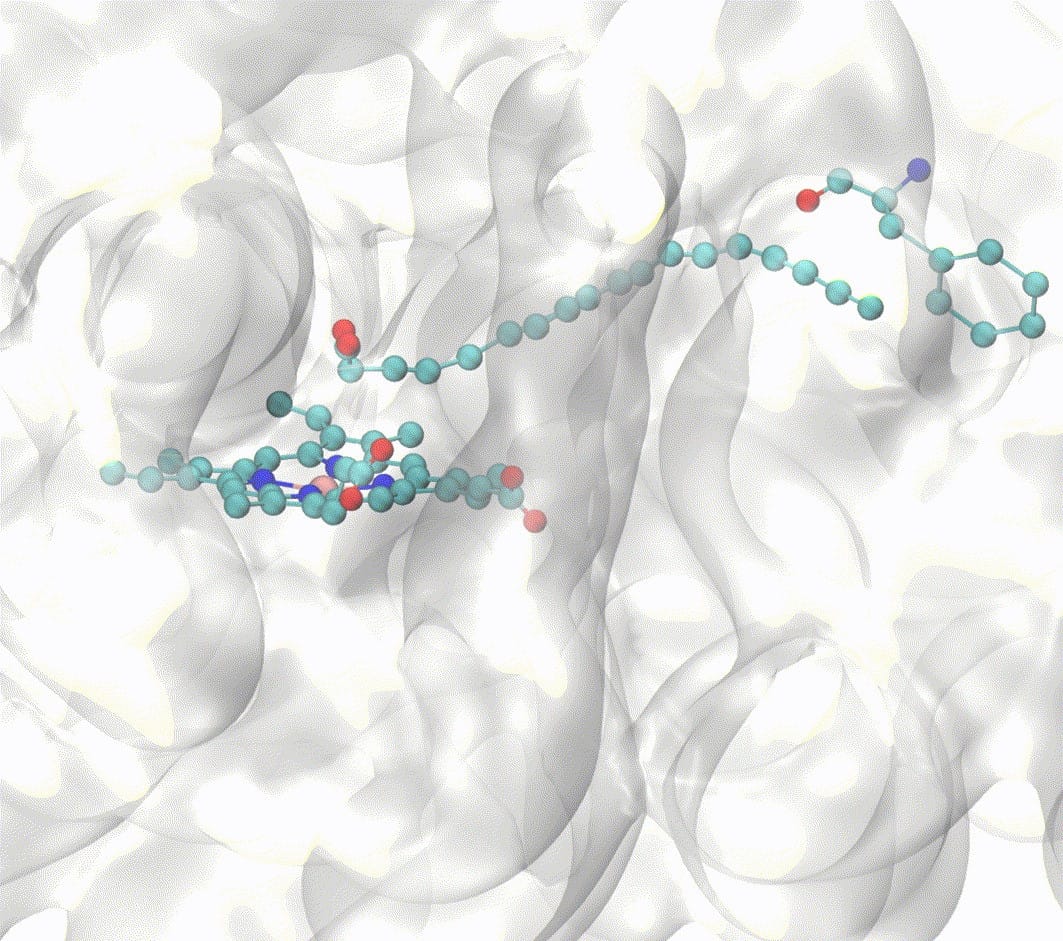 Imagem da enzima transformando óleo de milho em hidrocarboneto. As cores representam os átomos: vermelho para oxigênio, azul-escuro para nitrogênio, verde-azulado para carbono e rosa para ferro