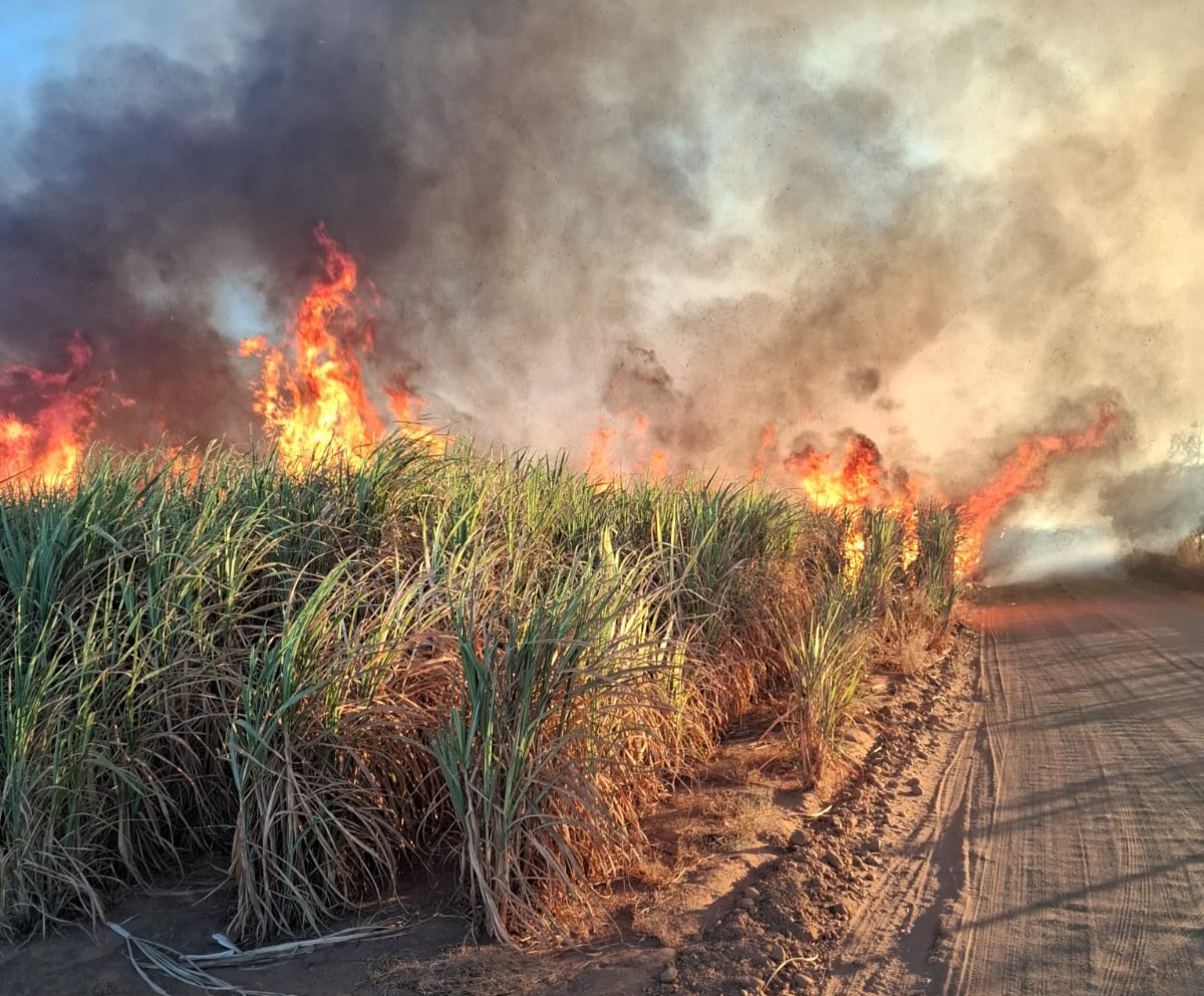 incêndios no canavial comprometem a qualidade do solo, ameaçam a fauna e a flora e colocam em risco a saúde e a segurança das pessoas foto divulgação