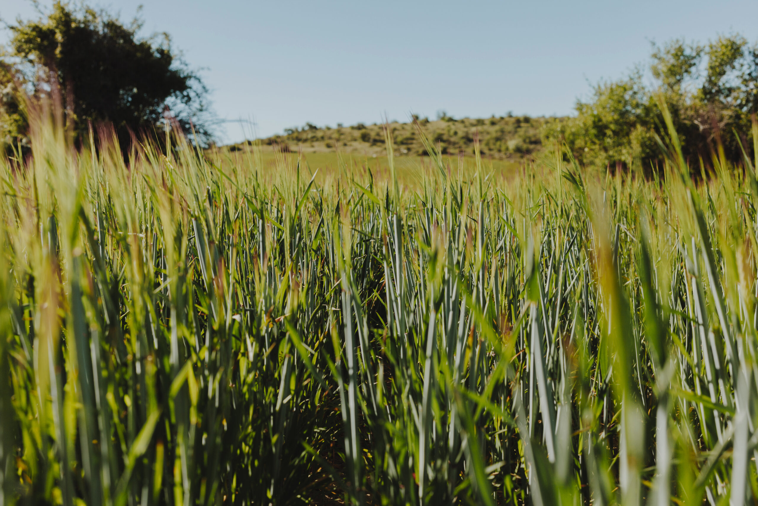 landscape green field