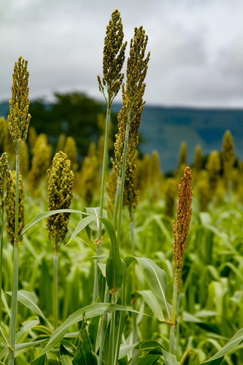 link