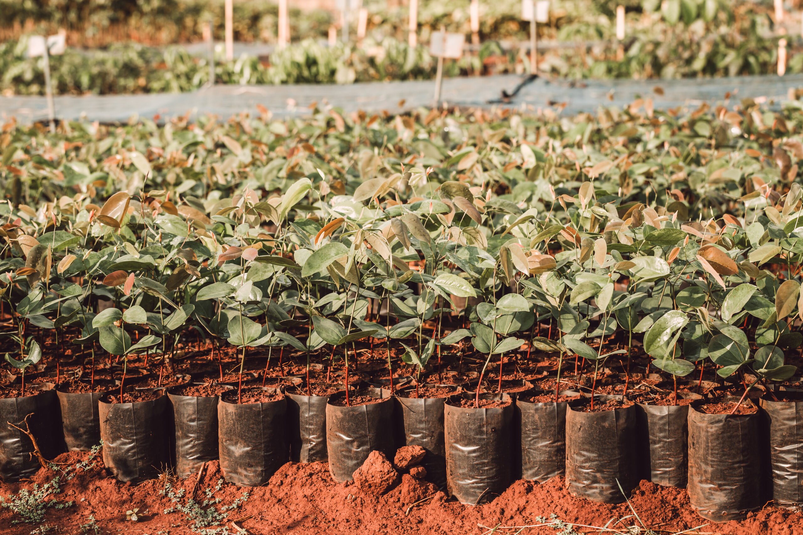 viveiro de plantas das usinas goianas (1)
