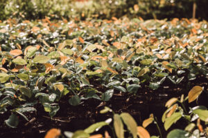 viveiro de plantas das usinas goianas (2)